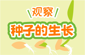 米老頭帶你了解麥苗的成長